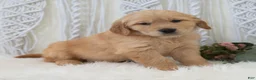 Golden Retriever dogs for sale: Sebastian  - Ad 2