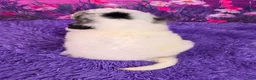 Mini Sheepadoodle dogs for sale: Sally - Ad 4