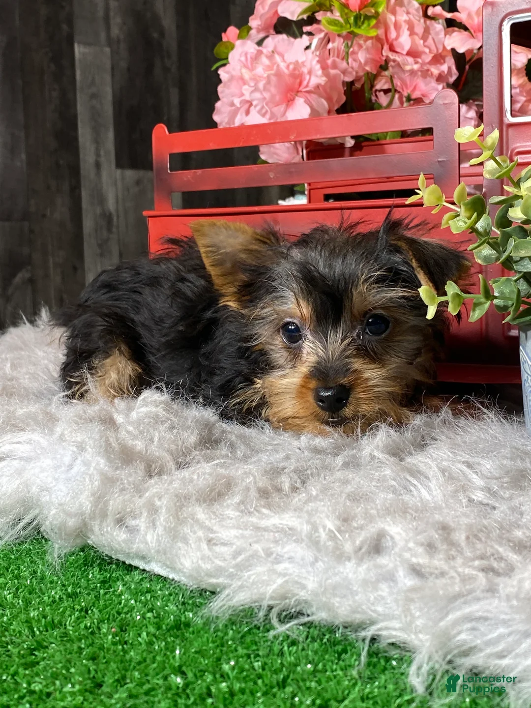 Yorkshire Terrier dogs for sale: Yuri - Ad 3