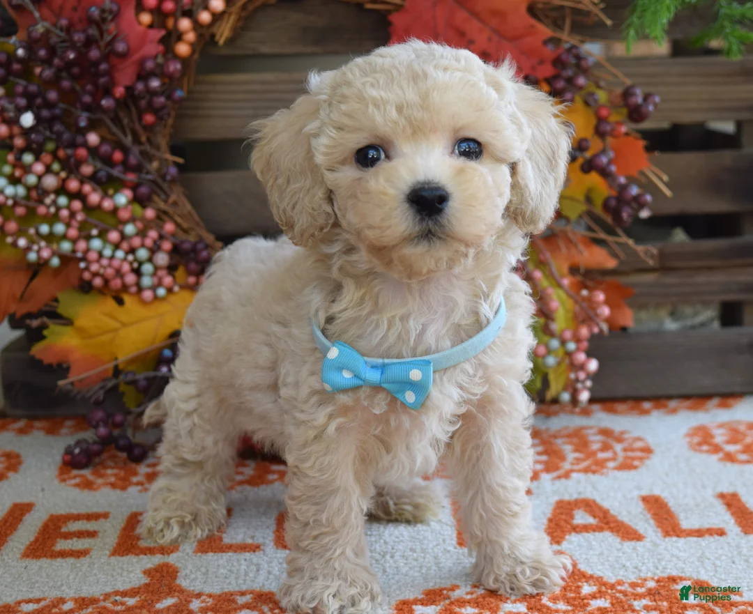 Maltipoo dogs for sale: Mason - Ad 10