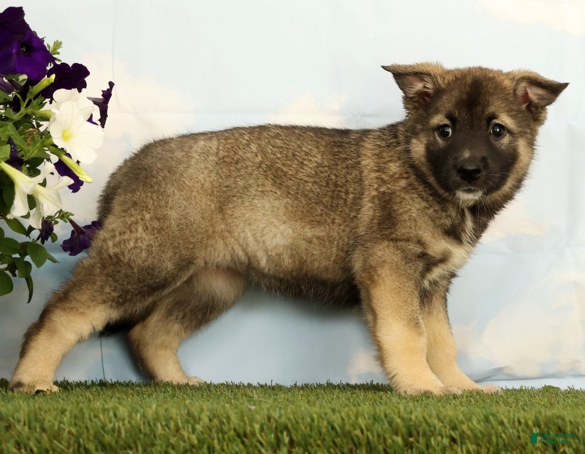 Mixed Breed dogs Koala - Ad 2