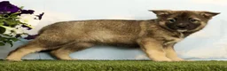 Mixed Breed dogs for sale: Koala - Ad 2