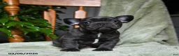 French Bulldog dogs for sale: Adam - Ad 4