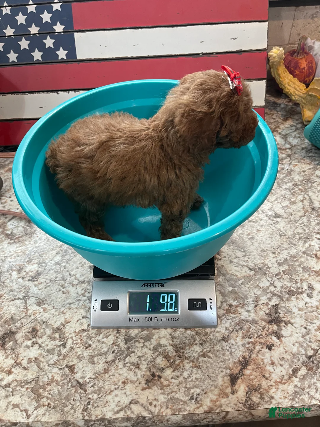 Toy Poodle dogs for sale: Akc Bred Color Red Red Bow - Ad 16