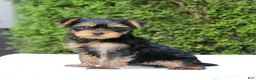 Yorkshire Terrier dogs for sale: Rissa - Ad 6