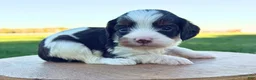 Cavapoo dogs for sale: Allegra - Ad 3