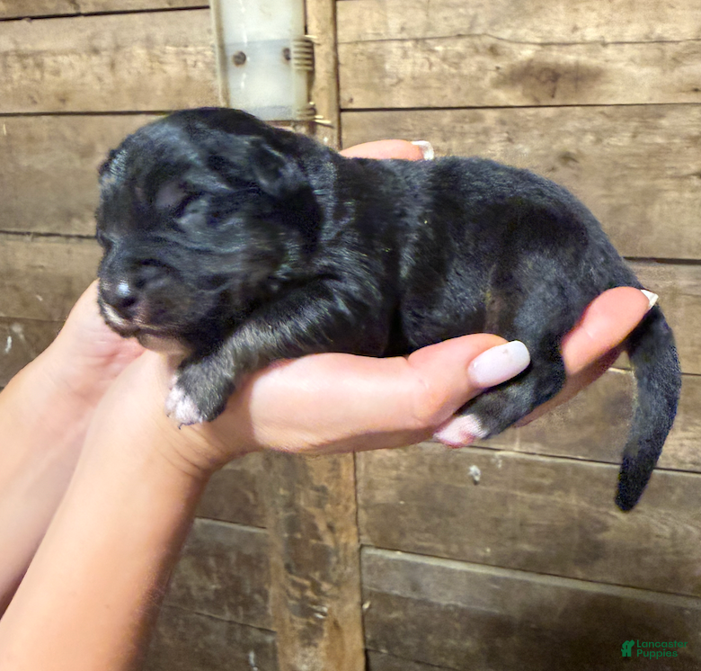 Australian Shepherd (Australian Shepherd, Male) in Marlboro Township, NJ