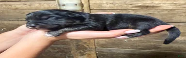 Australian Shepherd 4