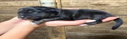 Australian Shepherd dogs for sale: Australian Shepherd 4 - Ad 1
