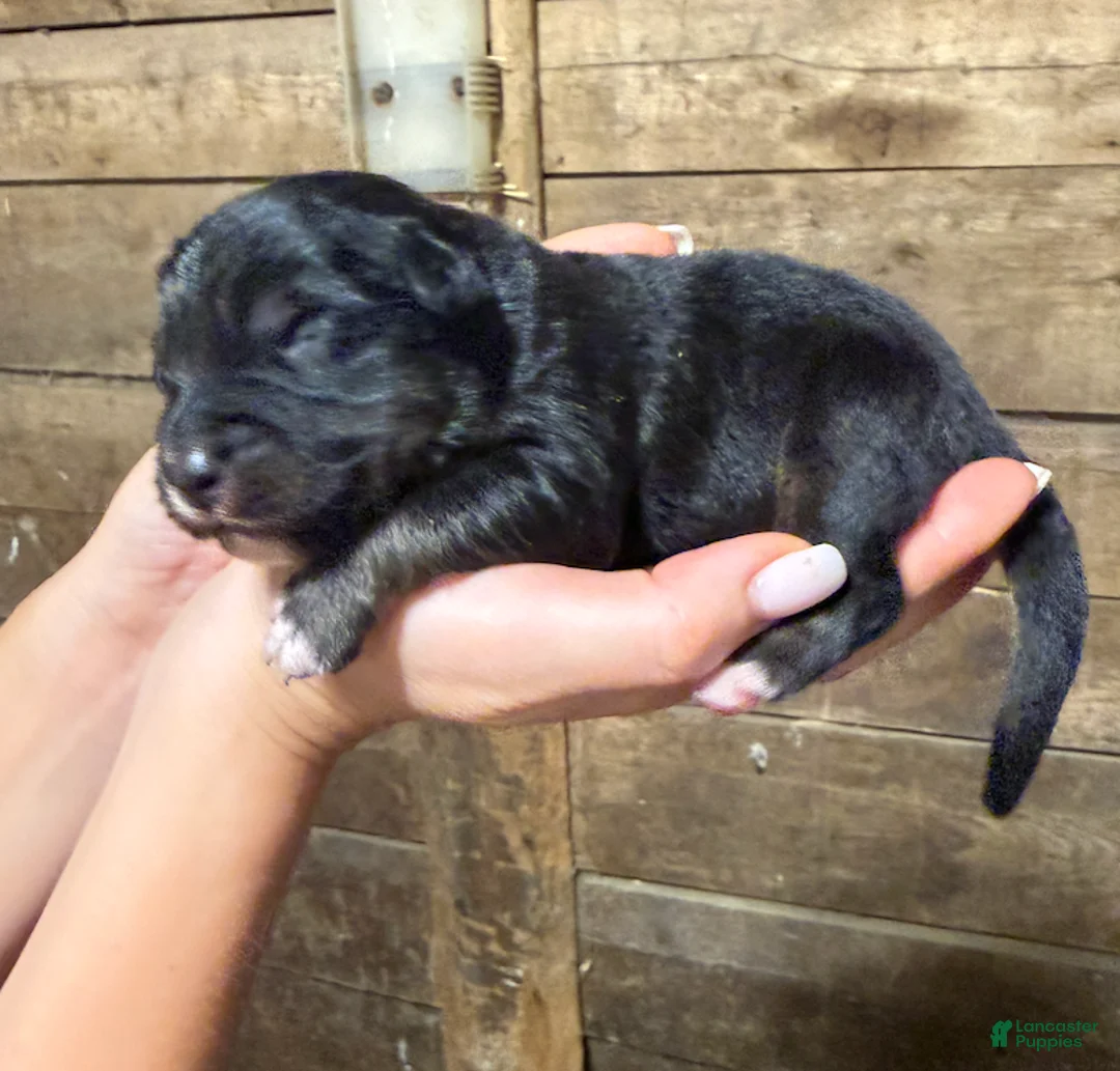 Australian Shepherd dogs for sale: Australian Shepherd 4 - Ad 1