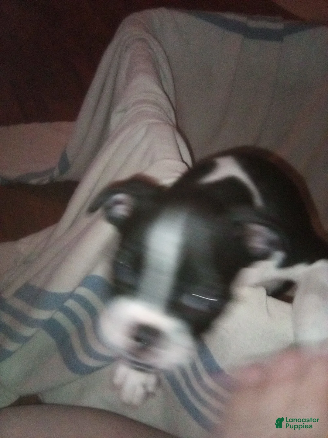 Boston Terrier dogs for sale:  Sister Boston Terrier  - Ad 2