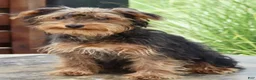 Yorkshire Terrier dogs for sale: Flower - Ad 4
