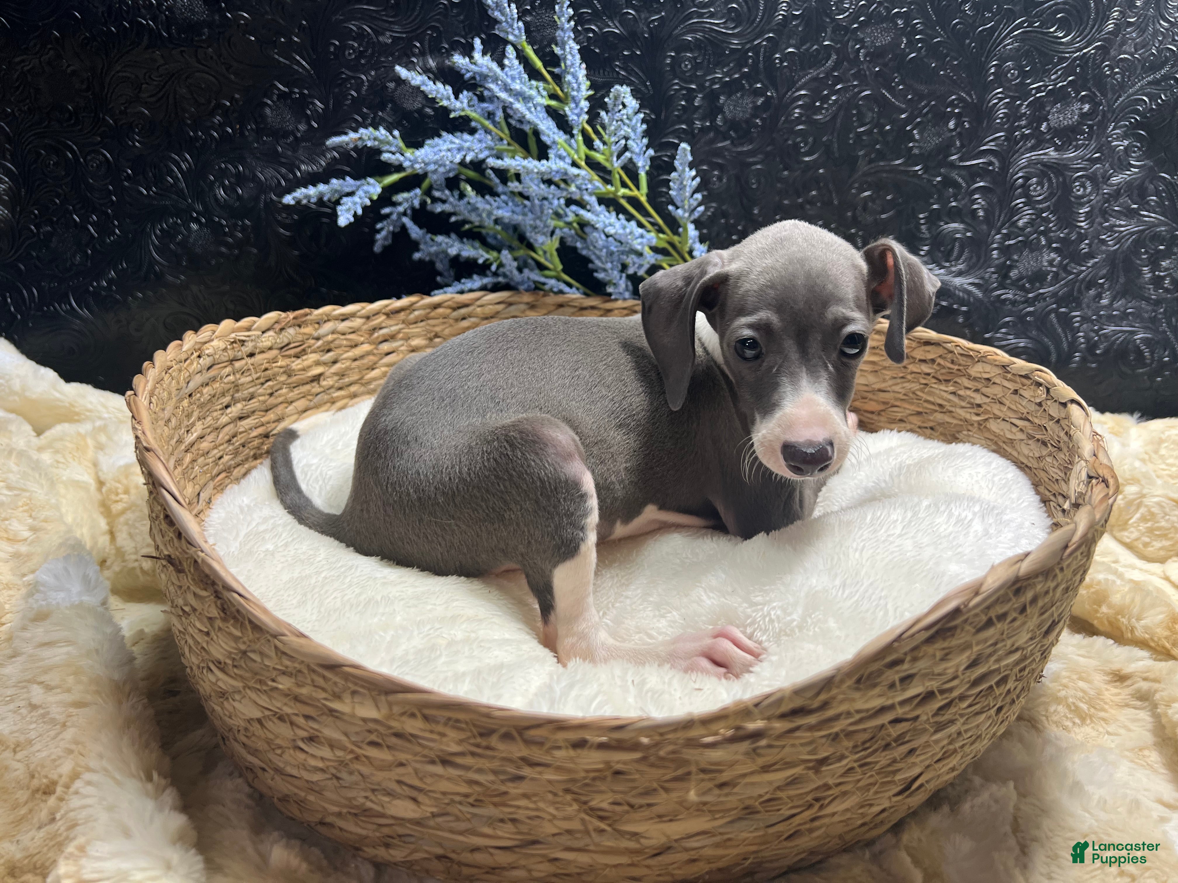 Italian Greyhound dogs Italian Greyhound 1 - Ad 2
