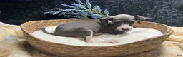 Italian Greyhound dogs for sale: Italian Greyhound 1 - Ad 2
