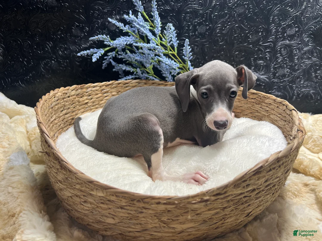 Italian Greyhound dogs for sale: Italian Greyhound 1 - Ad 2