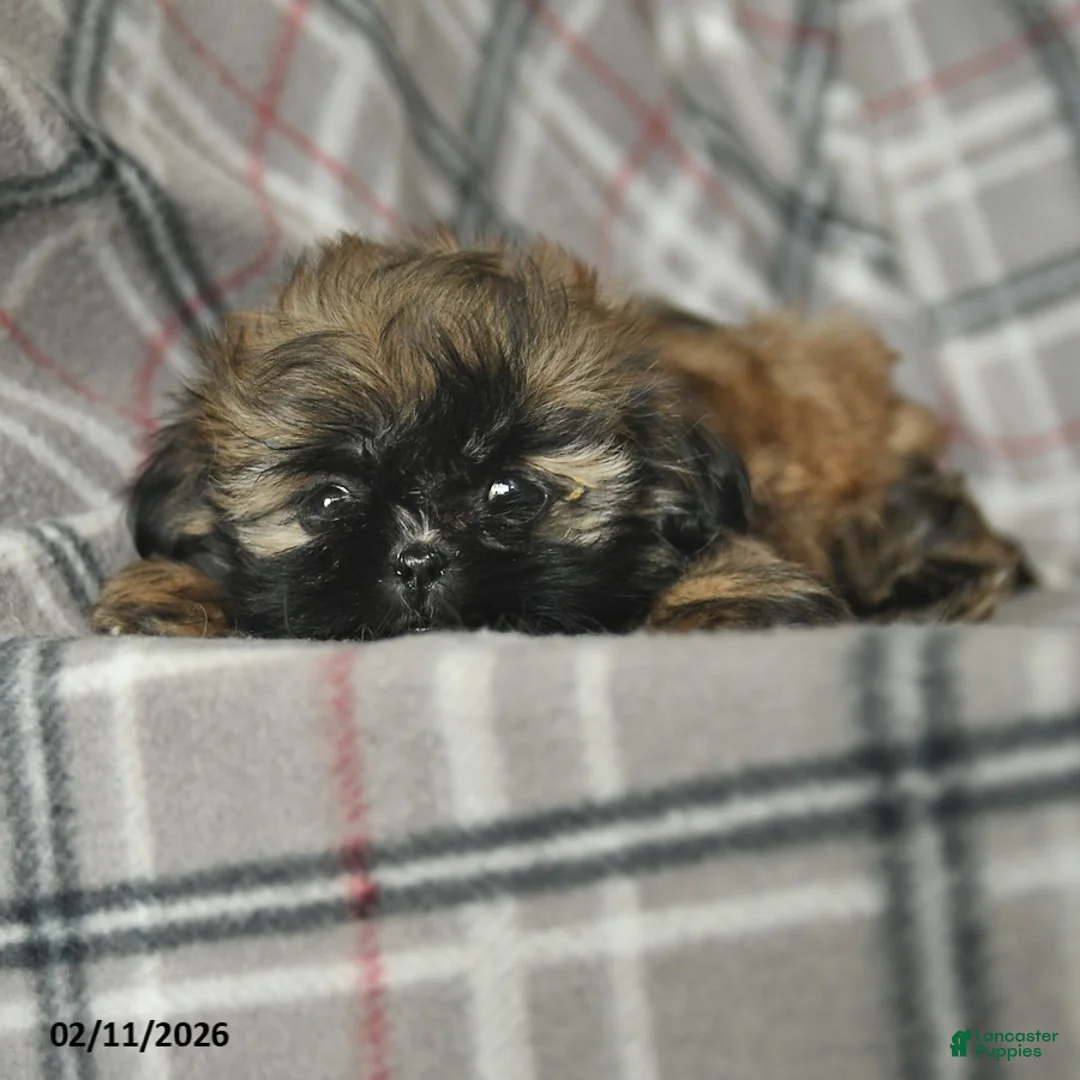 Shih Tzu dogs for sale: Whisper - Ad 4