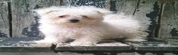 Maltese dogs for sale: Amelia - Ad 3