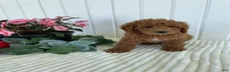 Mini Goldendoodle dogs for sale: Timber - Ad 4