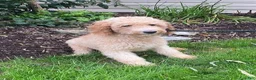 Mini Goldendoodle dogs for sale: Dusty- mini/ petite - Ad 6