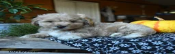 Maltipoo dogs for sale: Peter - Ad 8