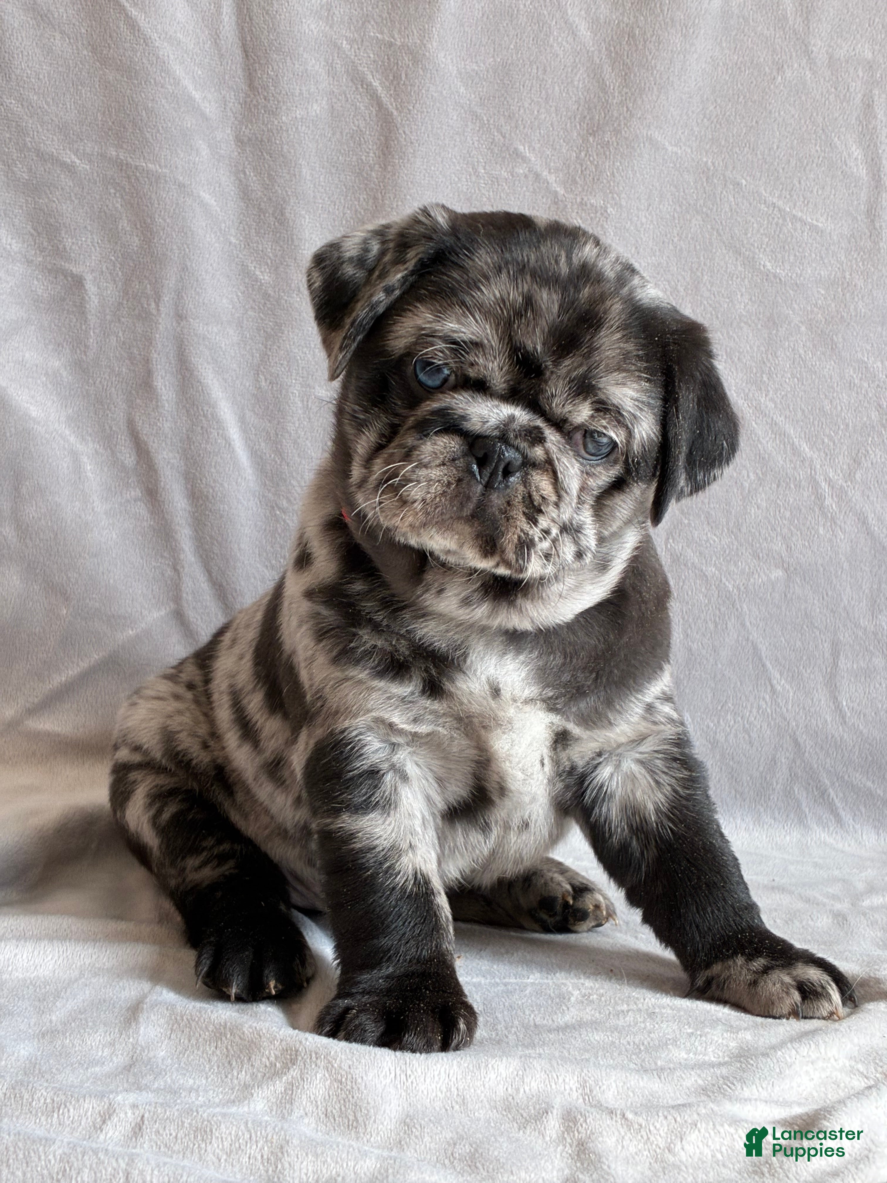 Pug dogs Tucker - Ad 1