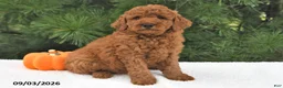 Mini Goldendoodle dogs for sale: Archie  - Ad 3
