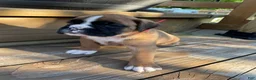 Boxer dogs for sale: Red - Ad 3