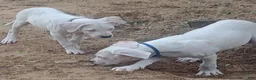 Dogo Argentino dogs for sale: Dogo Argentino Dogosaurus - Ad 4