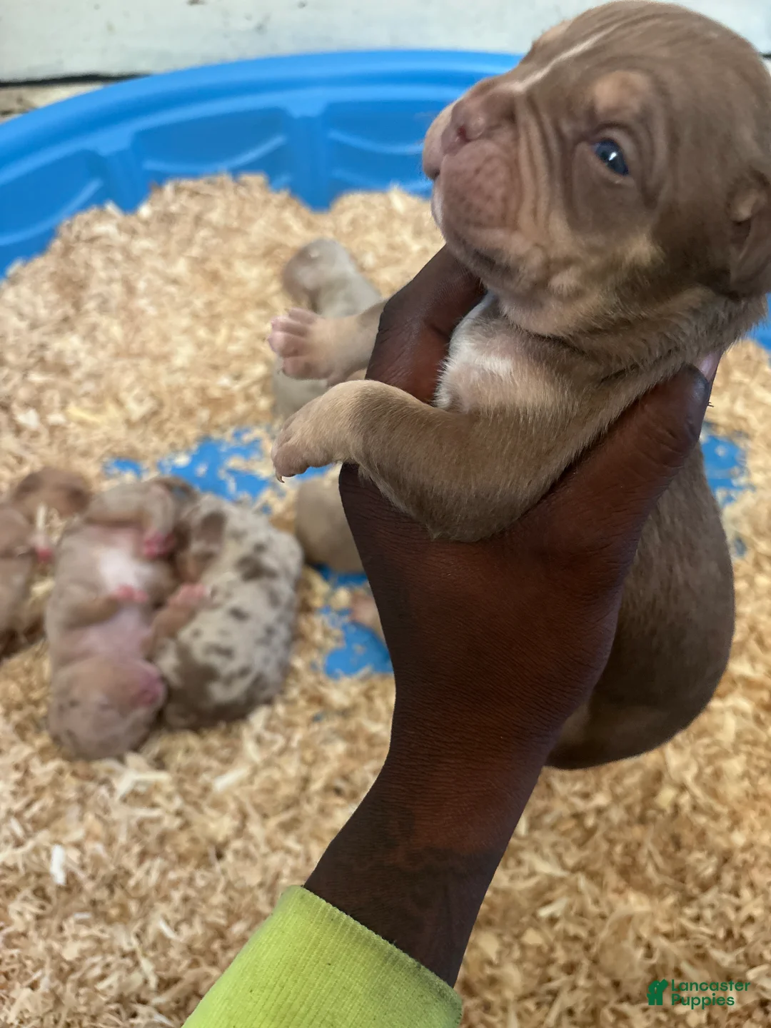 American Bully dogs for sale: KOBA - Ad 2