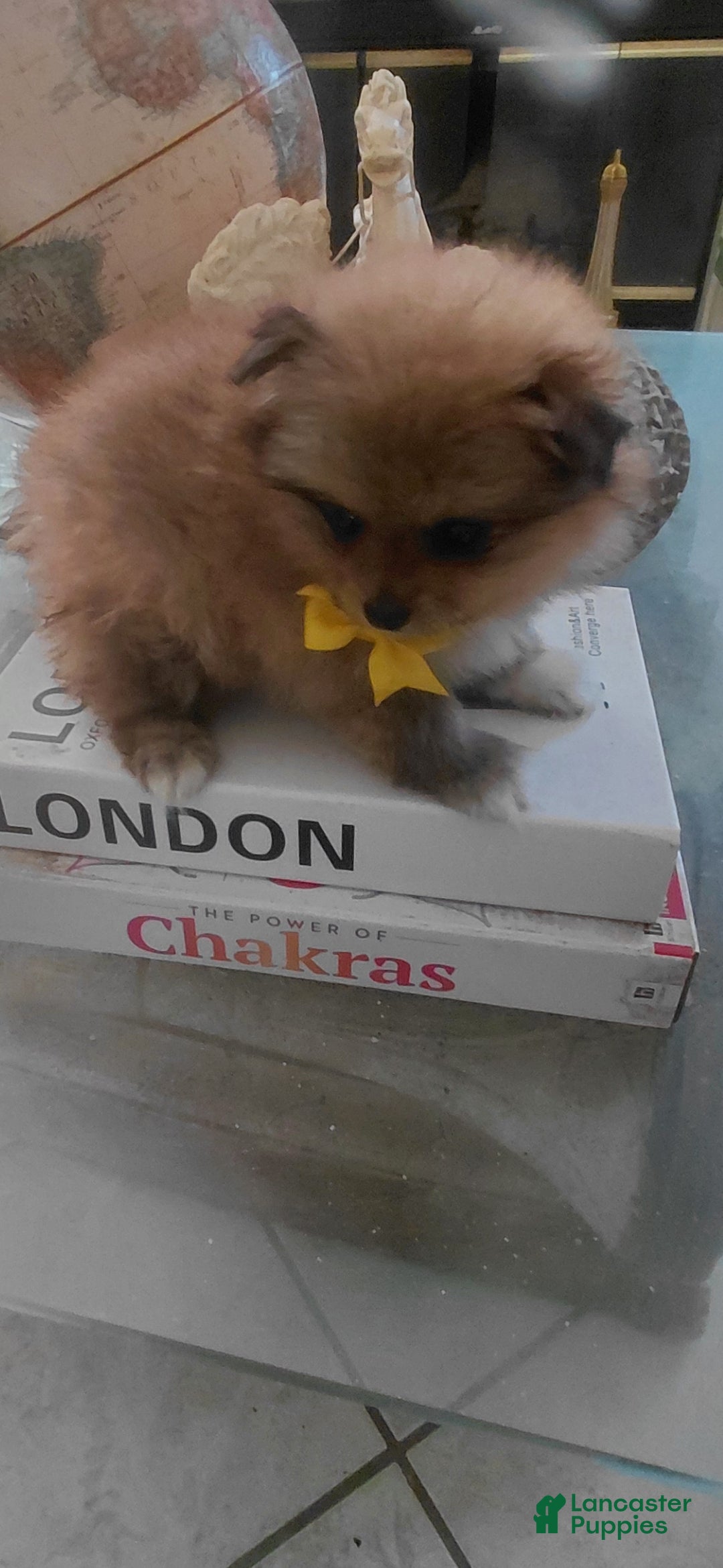 Pomeranian dogs Yogi bear 🐻  - Ad 2