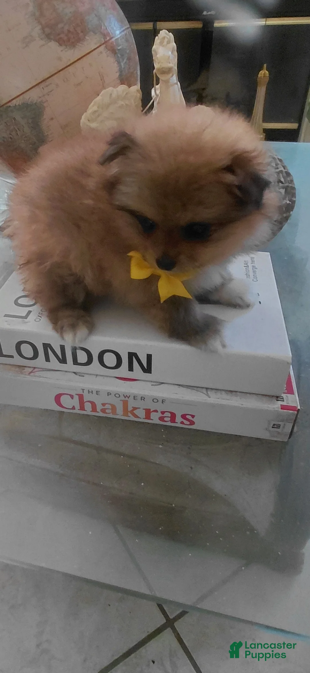 Pomeranian dogs for sale: Yogi bear 🐻  - Ad 2