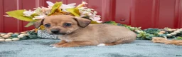 Jack Chi dogs for sale: Landon - Ad 3