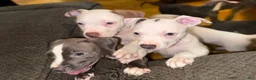 American Pit Bull Terrier dogs for sale: American Pit Bull Terrier 2 - Ad 2
