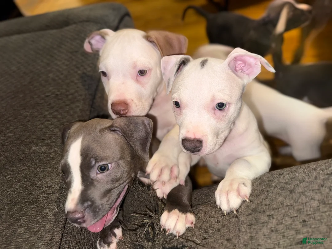 American Pit Bull Terrier dogs for sale: American Pit Bull Terrier 2 - Ad 2