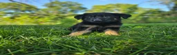 German Shepherd dogs for sale: Sally - Ad 4