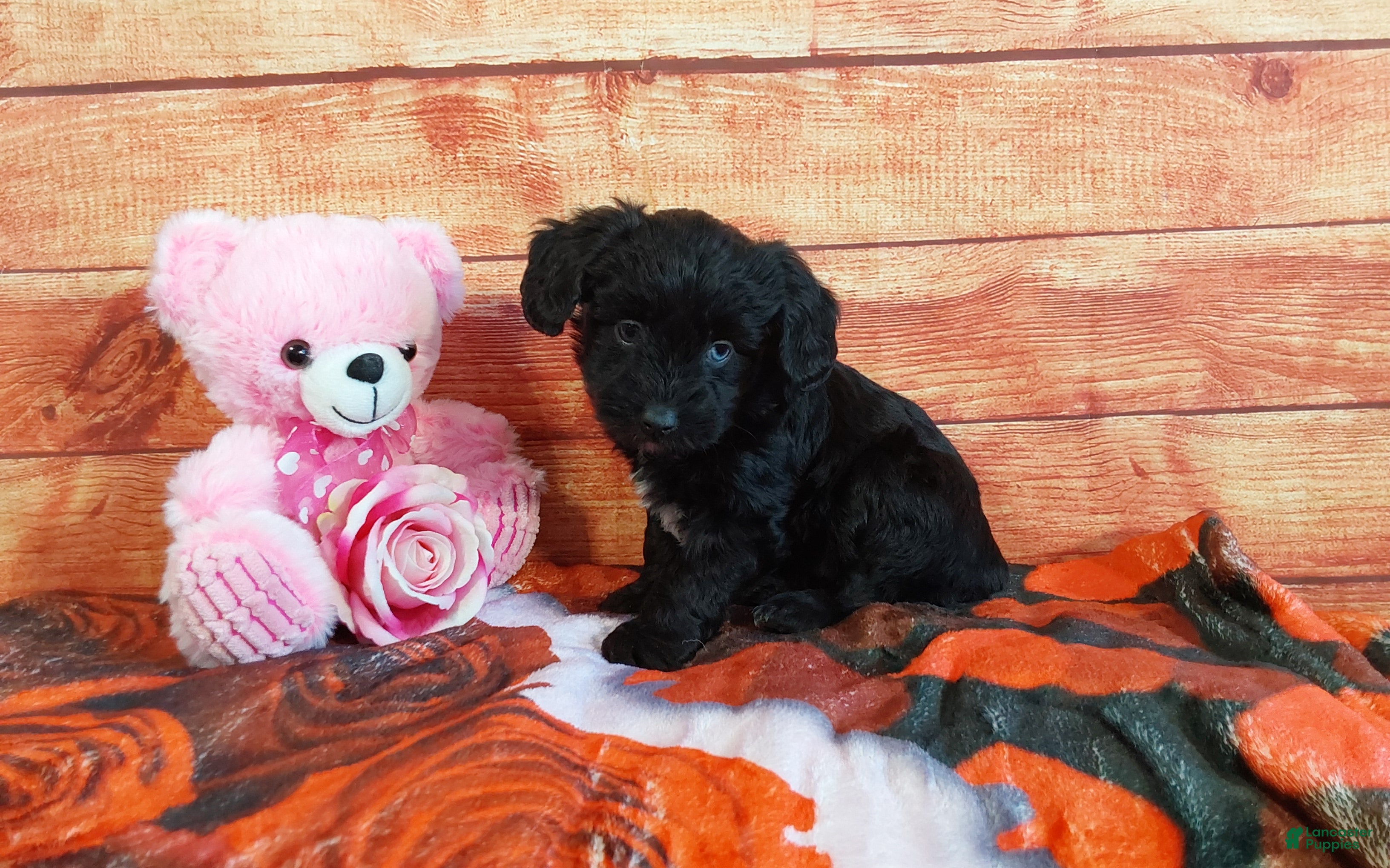 Aussiedoodle dogs Aussiedoodle Puppy 4 - Ad 2