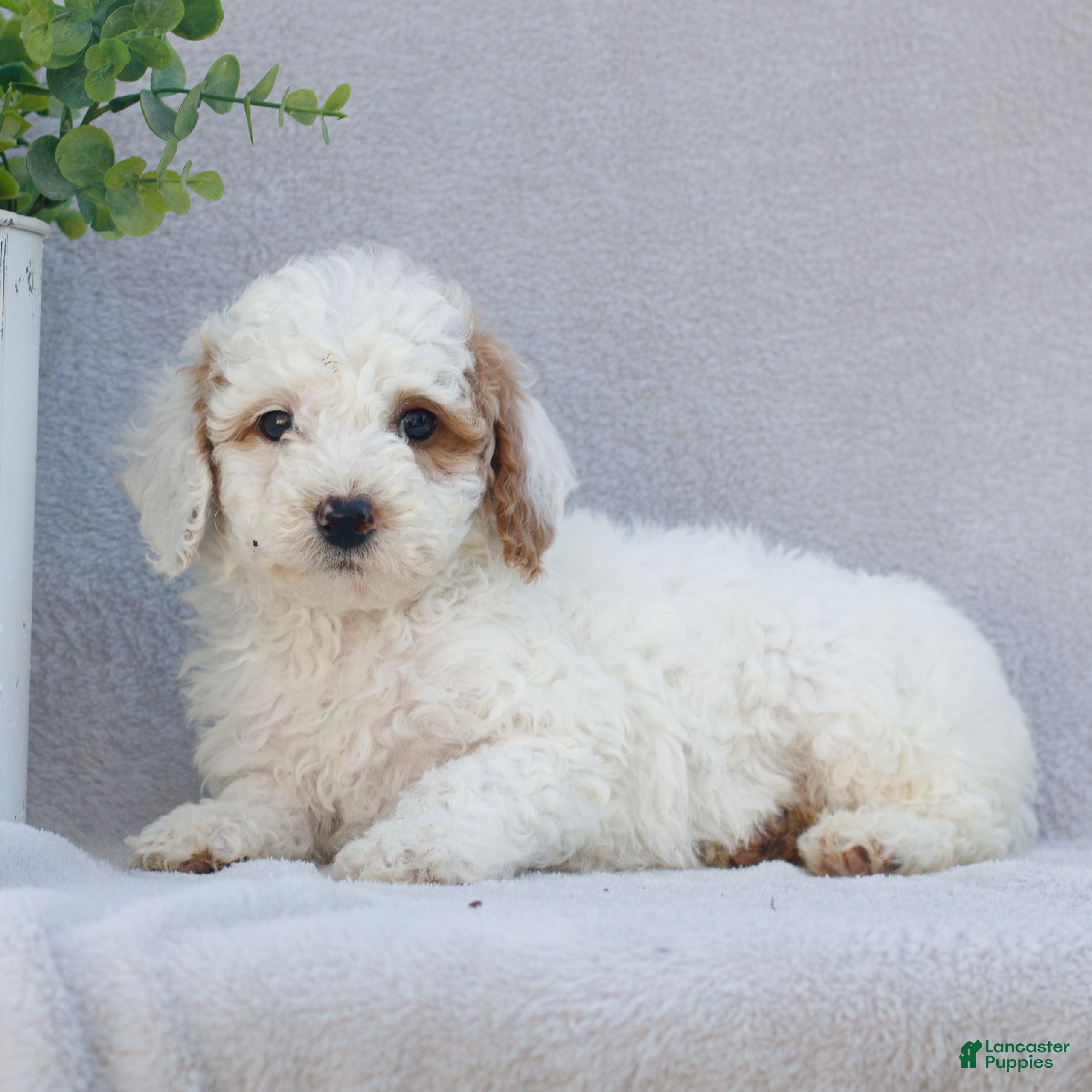 Mini Goldendoodle dogs Clara  - Ad 1