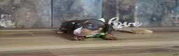 Miniature Dachshund dogs for sale: Tippy - Ad 2