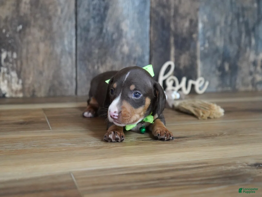 Miniature Dachshund dogs for sale: Tippy - Ad 2