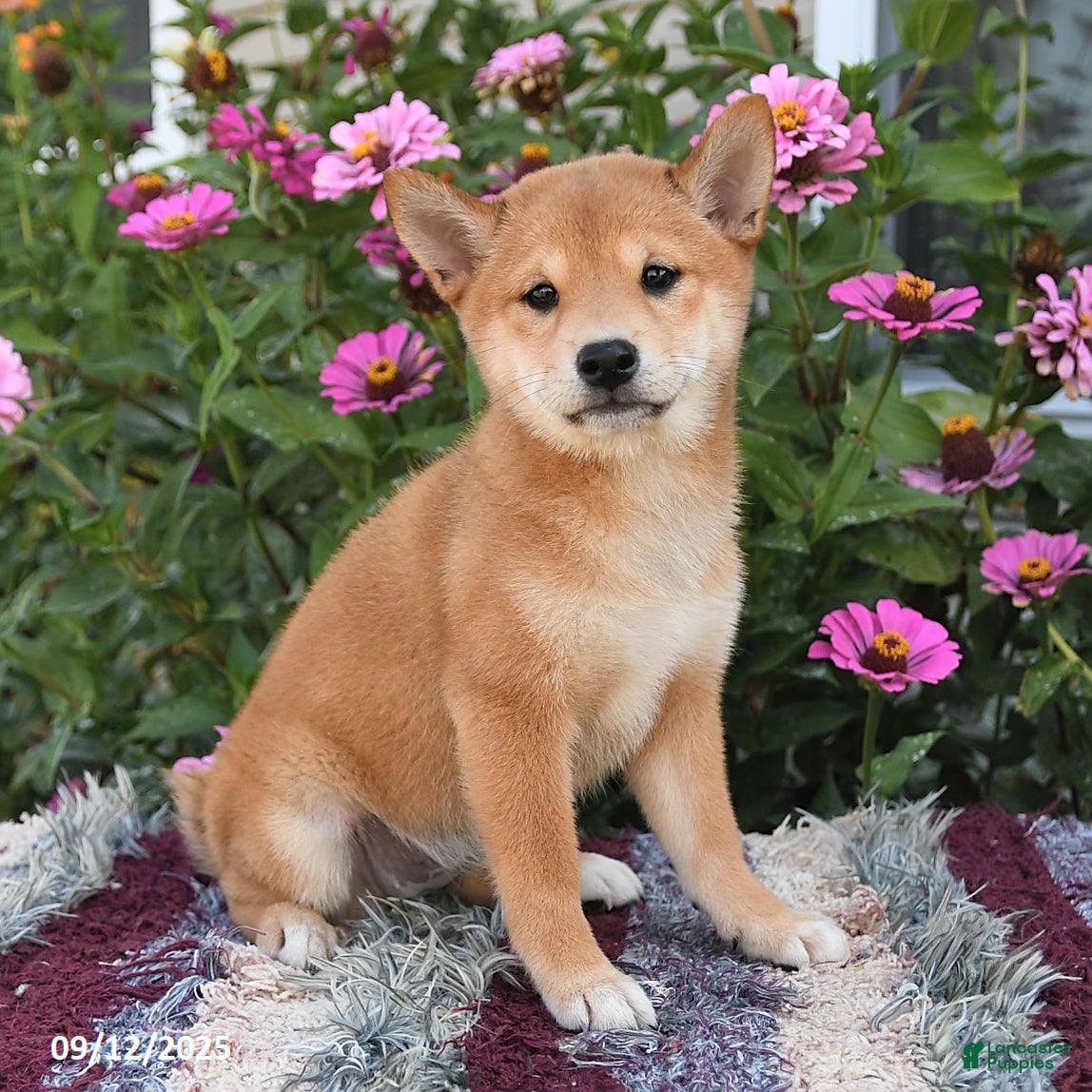 Shiba Inu dogs Isabelle - Ad 21
