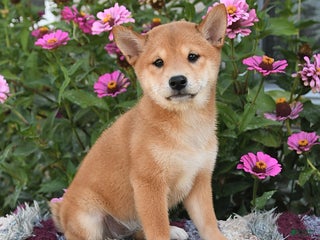 Shiba Inu dogs Isabelle - Ad 41
