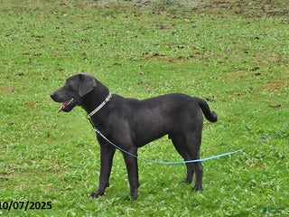 Labrador Retriever dogs - Ad 14