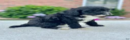 Cavapoo dogs for sale: Rachel 104871 - Ad 8
