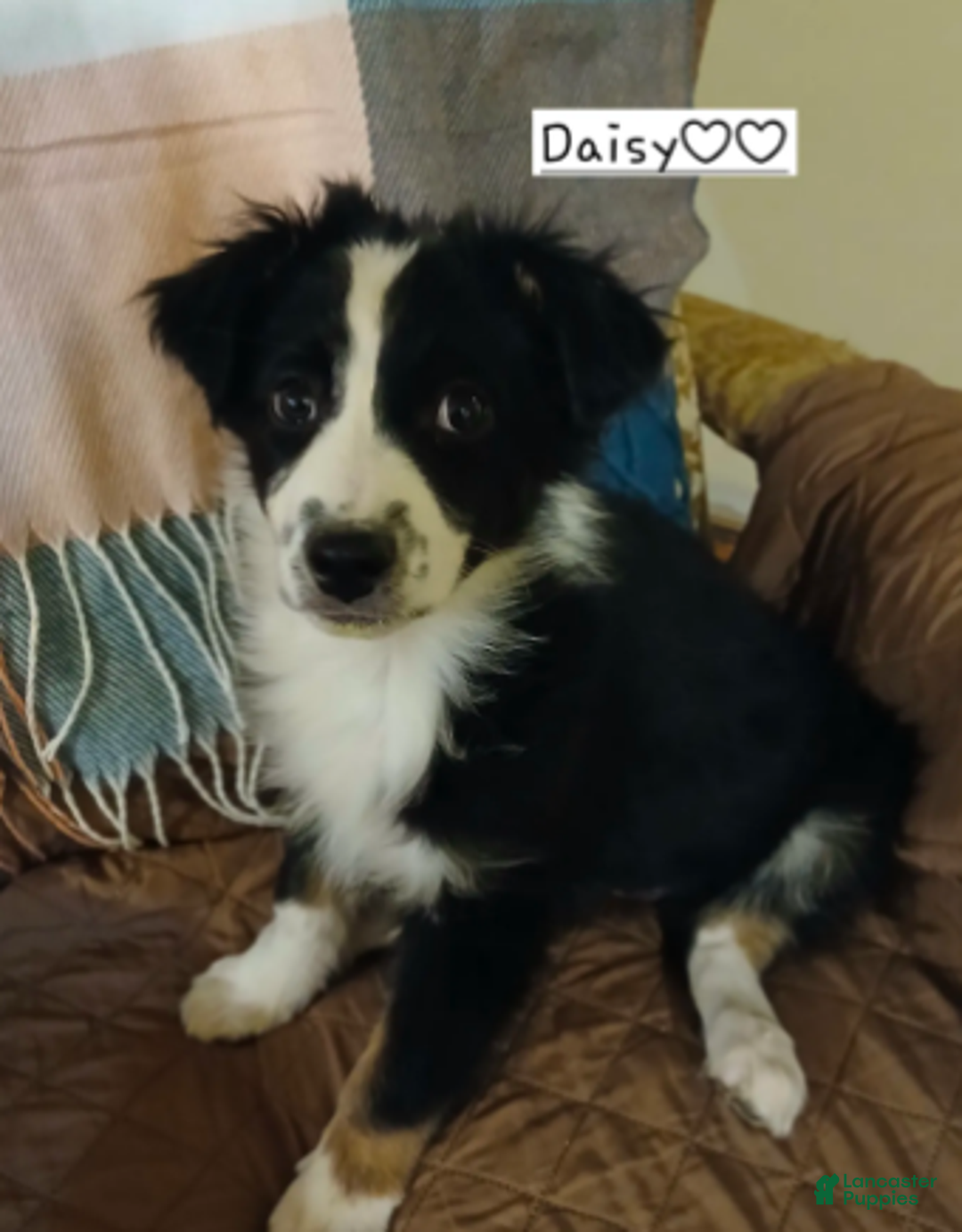 Australian Shepherd dogs for sale: Daisy - Ad 4