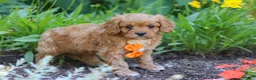 Cavapoo dogs for sale: Brett - Ad 3