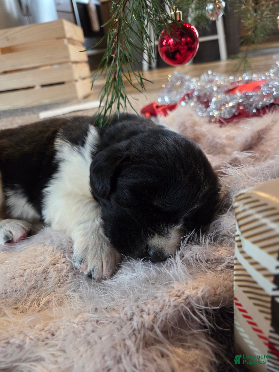 Newfoundland dogs for sale: Gusty  - Ad 3