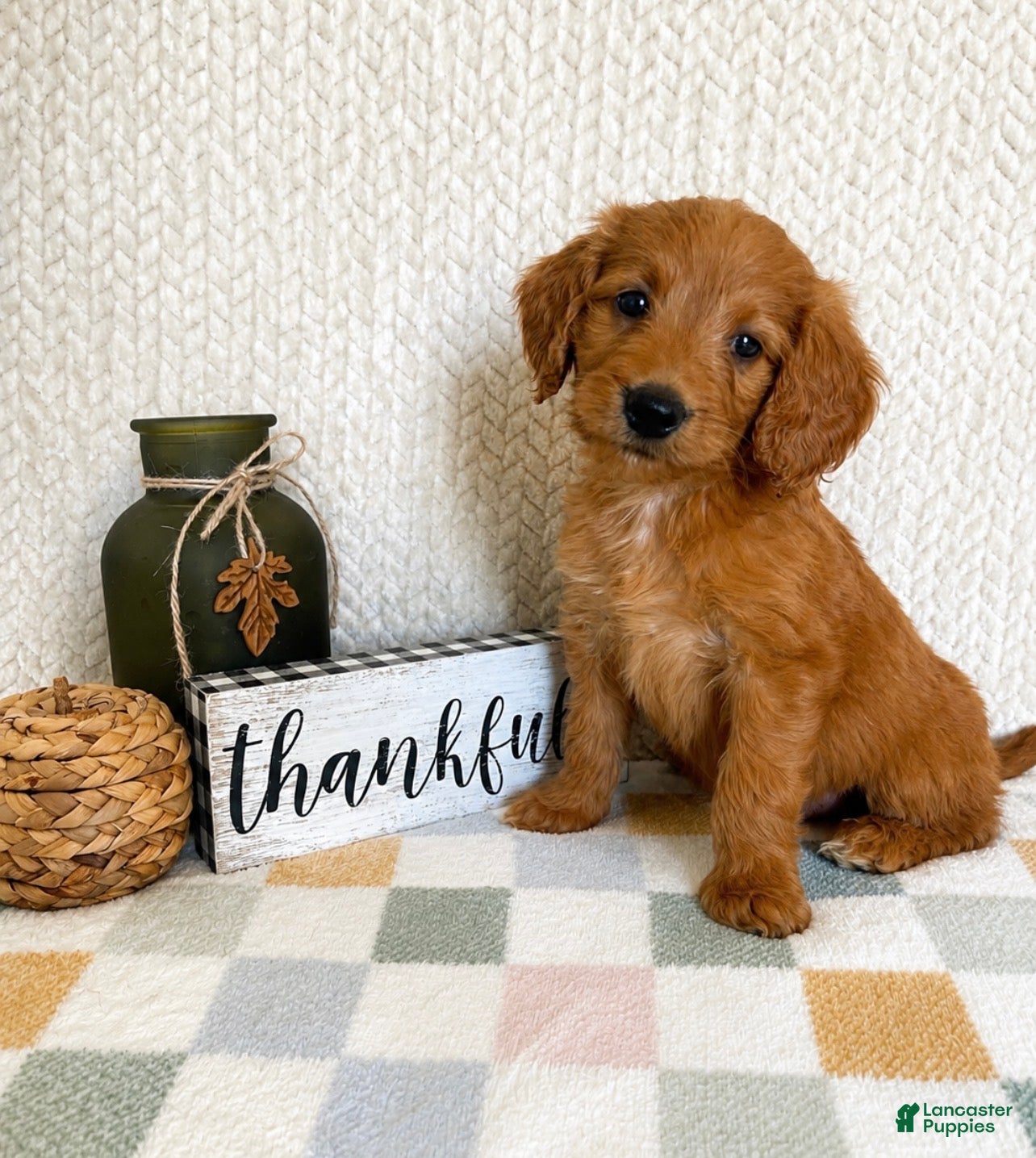 Mini Goldendoodle dogs Briggs - Ad 8
