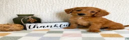 Mini Goldendoodle dogs for sale: Briggs - Ad 1