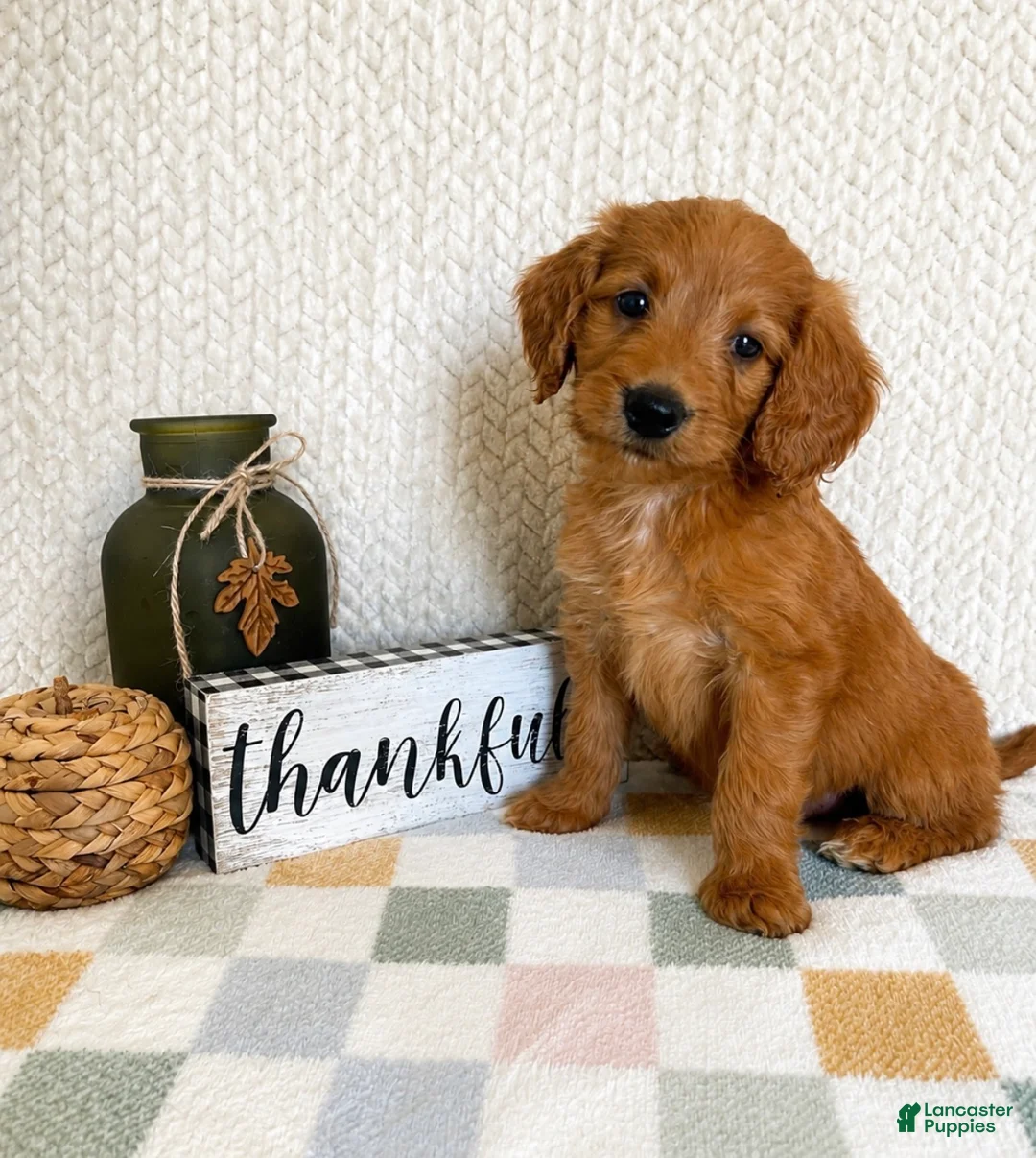 Mini Goldendoodle dogs for sale: Briggs - Ad 1