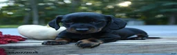 Miniature Dachshund dogs for sale: Wally - Ad 3
